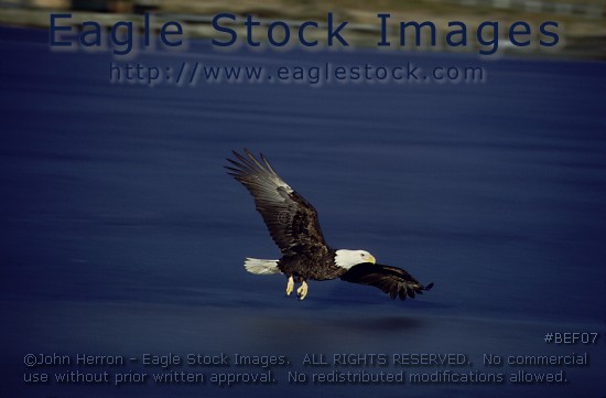 bald eagle photo picture image clip-art stock photography pictures photos images soaring american